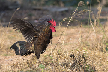 Image of chicken on nature background. Farm Animals.