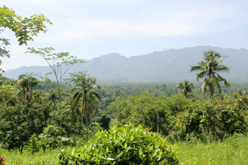 Southeast asian tropical forest