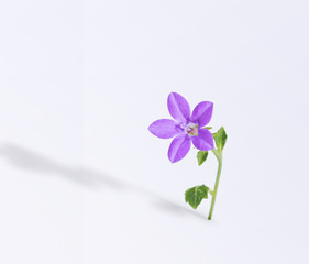 Periwinkle flower isolated on a white background