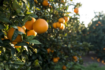 Cluster of oranges