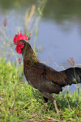 Image of chicken on nature background. Farm Animals.