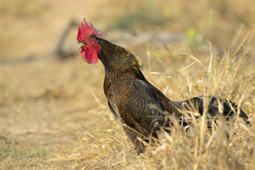 Image of chicken on nature background. Farm Animals.