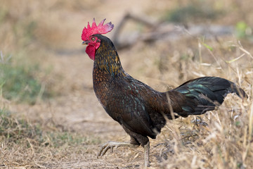 Image of chicken on nature background. Farm Animals.