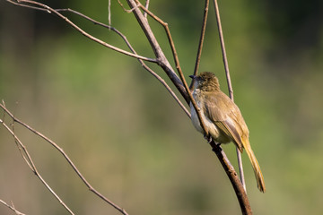 Image of bird (Streak-eared Bulbul; Pycnonotus blanfordi) on the branch on nature background. Wild Animals.