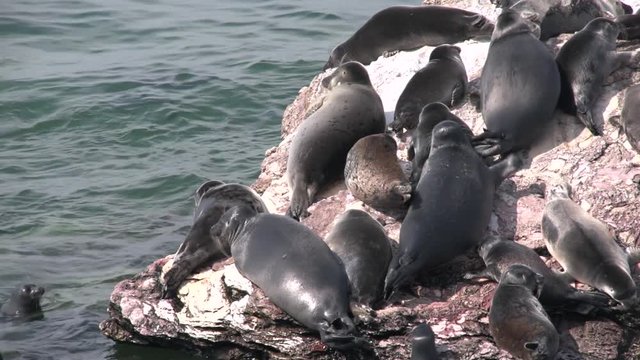 Baikal seals resting on rocks Ushkaniye Islands. Lake Baikal in Siberia is home to the only landlocked freshwater seals in the world, the nerpa. They're the smallest of the true seals