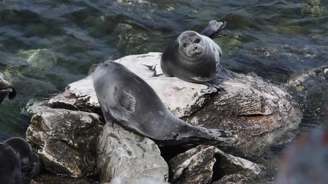 Baikal seals resting on rocks Ushkaniye Islands. Lake Baikal in Siberia is home to the only landlocked freshwater seals in the world, the nerpa. They're the smallest of the true seals