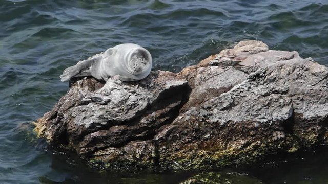 Baikal seals resting on rocks Ushkaniye Islands. Lake Baikal in Siberia is home to the only landlocked freshwater seals in the world, the nerpa. They're the smallest of the true seals.