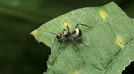 Ant, Black ant on the ground