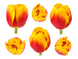 Tulips buds in different camera angles isolated on white background, elements for design collage