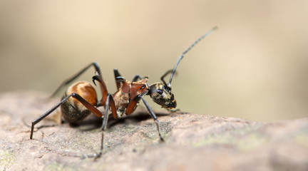 Ant, Red ant on the ground