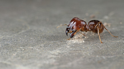 Ant, Red ant on the ground