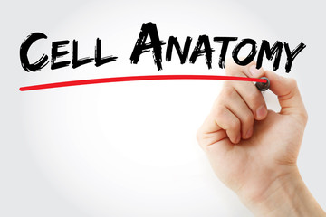 Hand writing Cell anatomy with marker, concept background