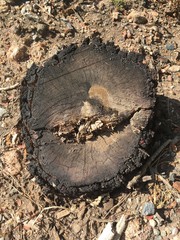 close up dry stump on the ground