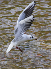Black Headed Seagull, Larus ridibundus