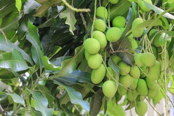 Mango bunch Select focus with shallow depth of field with copy space