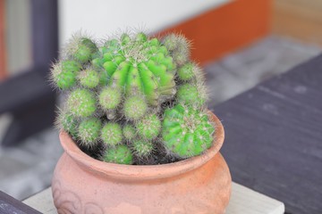 Cactus in pot natural beautiful, slelect focus with shallow depth, and copy space