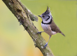 Crested tit (Parus cristatus) on a branch