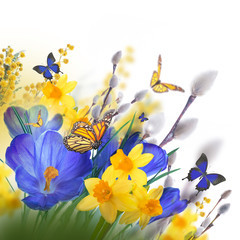Blue and yellow crocus and snowdrops with willow. Butterflies on the background of spring flowers ..