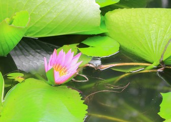 lotus flower  lilly purple on water beautiful, selective focus and soft background