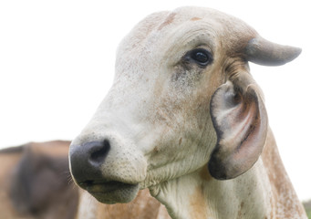 Portrait of a cow