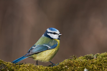 Blaumeise sitzt auf einem Mooshaufen im Garten