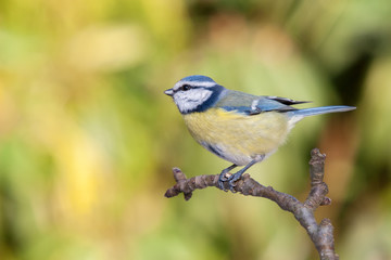 Junge Blaumeise sitzt auf eine knorrigen Weidenzweig