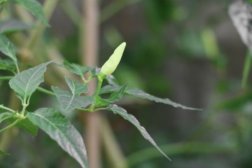 paprika hot, chili fresh on tree with green leaf