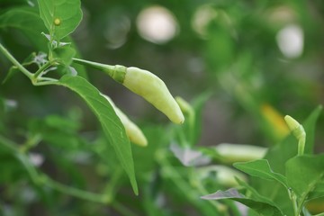 paprika hot, chili fresh on tree with green leaf