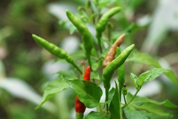 paprika hot, chili fresh on tree with green leaf