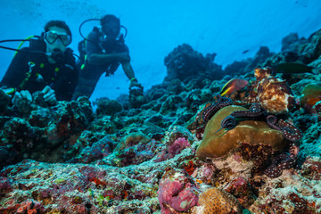 Fototapeta na wymiar Two scuba divers exploring coral reef