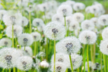 Obraz premium Fluffy beautiful dandelions in field close up