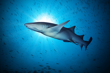 Big shark floating in deep water