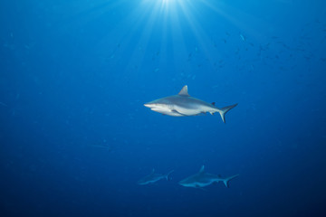 Whitetip sharks floating in deep water