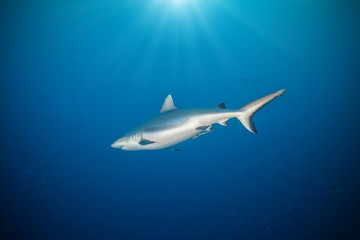 Naklejka na ściany i meble Whitetip shark floating in deep water