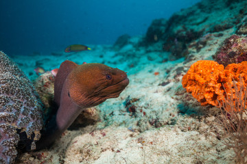 Moray eel hidden under coral reef