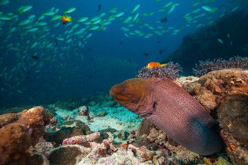 Naklejka na ściany i meble Moray eel hidden under coral reef