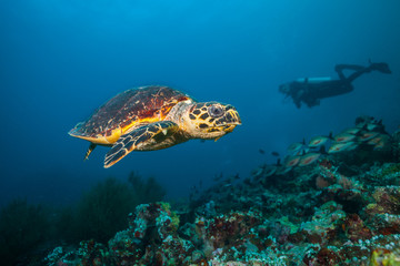Naklejka na ściany i meble Maldivian hawkbill turtle floating on bottom of sea
