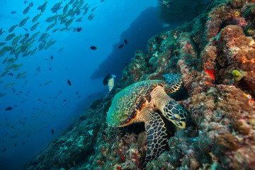 Fototapeta na wymiar Maldivian hawkbill turtle floating on bottom of sea