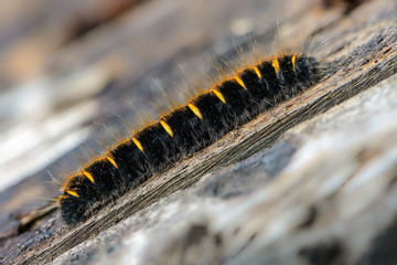 Hairy caterpillar of butterfly macrothylacia rubi creeping on th