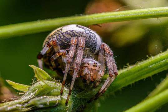 The female spider araneus sitting in his nest