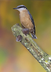 Eurasian Nuthatch (Sitta europaea) in the autumn