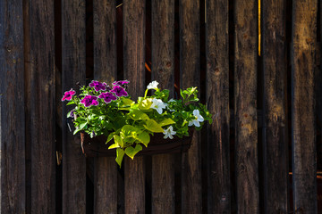 Fototapeta na wymiar Colorful flowers in a pot on a rustic wooden wall