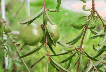 pomegranate  on the tree :Select focus with shallow depth of field.