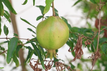 pomegranate on the tree :Select focus with shallow depth of field.( Punica granatum L. )