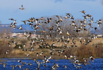 Flock of Northern Shoveler in Flight