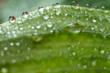 spring summer green leafs waterdrops macro picture useful for background