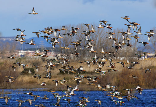 Flock of Northern Shoveler in Flight