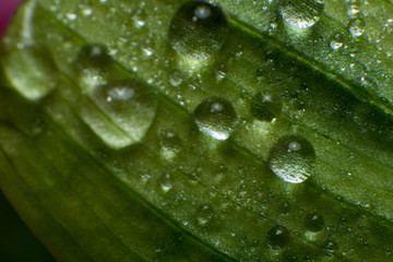 spring summer green leafs waterdrops macro picture useful for background