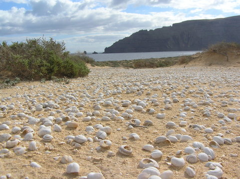 Conchas Caracol En La Playa