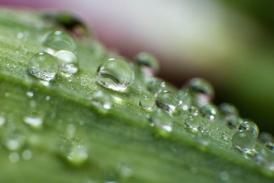 spring summer green leafs waterdrops macro picture useful for background